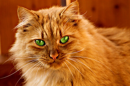 Cat Looking at me with green eyes photo