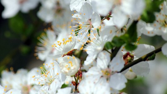 Spring sunshine the orchard photo