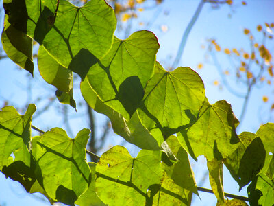 Green Leaves and Blue Sky photo