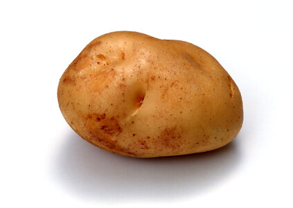 potato on white background photo