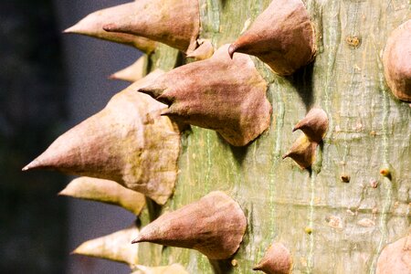 Spur pointed malvaceae