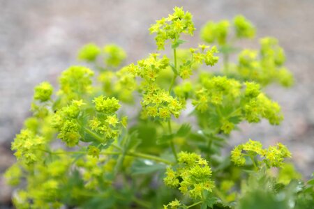 Agriculture beautiful flowers blooming