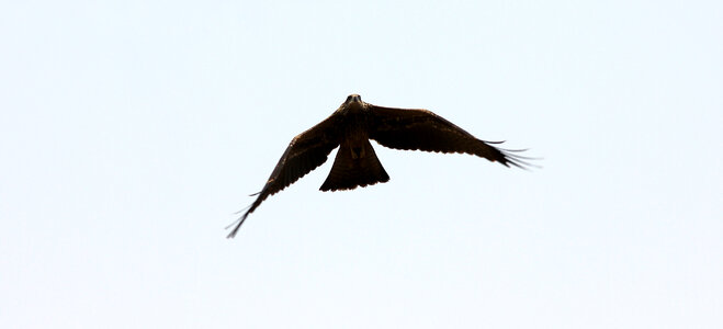 Eagle Flying In The Sky photo
