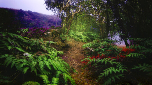 Plants, leaves, and trees on the ground photo