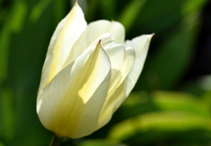 Beautiful Flowers biology bloom