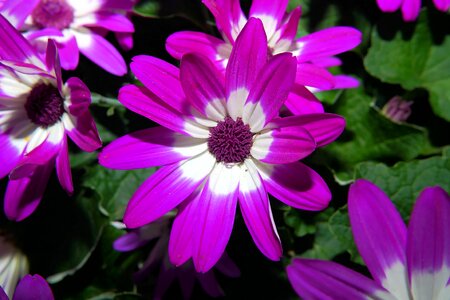 Flora close up purple