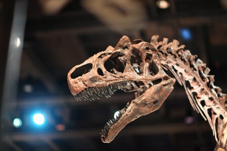 Fossil creature skeleton