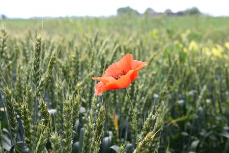 Red opium poppy flower