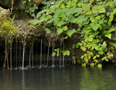 springs in the gardens photo