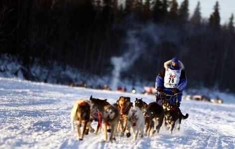Sleigh at sled dog race on snow in winter photo