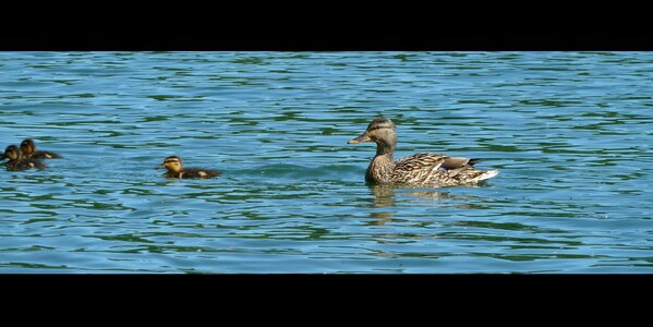 Water nature wild photo