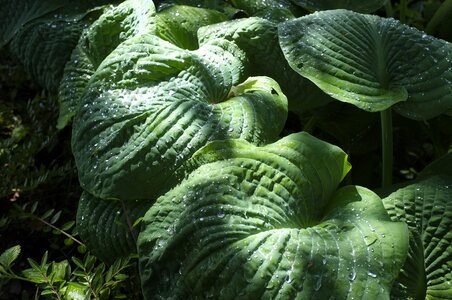 Shiny exotic plant