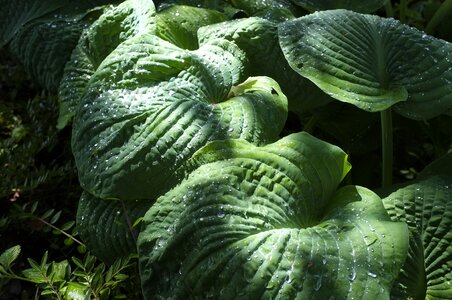 Shiny exotic plant photo