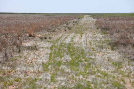 Roads for habitat restoration-1