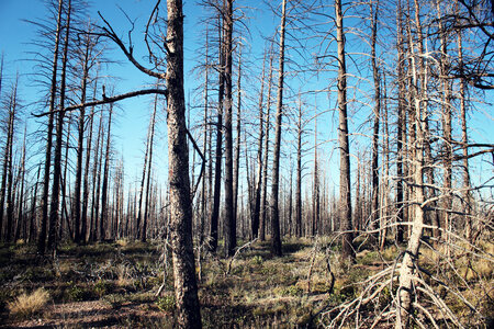 Burned Forrest photo