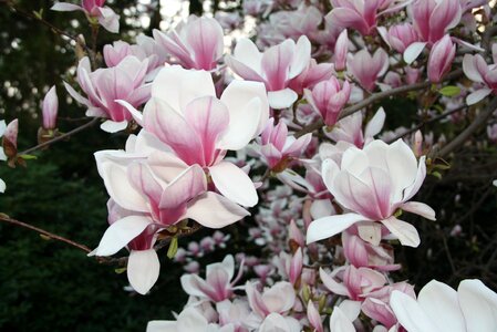 Spring flowers magnolia photo
