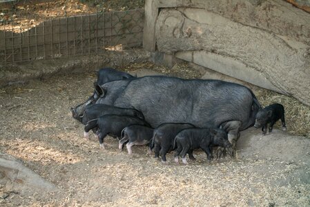 Livestock pig piggy photo