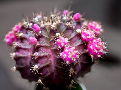 Beautiful Flowers beautiful photo bloom