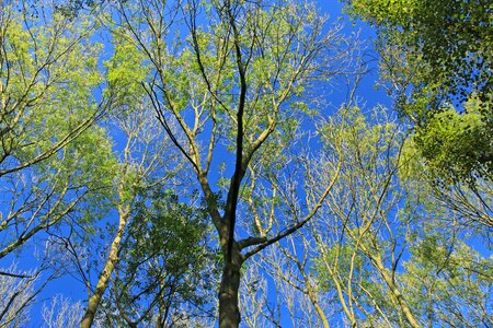 Forest sky canopy photo