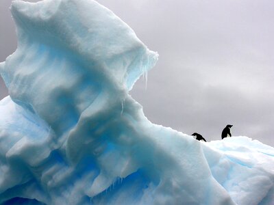 Penguins Walking on Iceberg photo