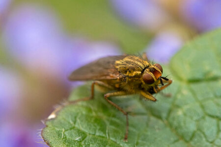 Golden dung fly photo