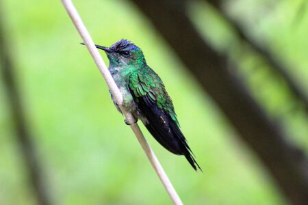 Hummingbird small fauna photo