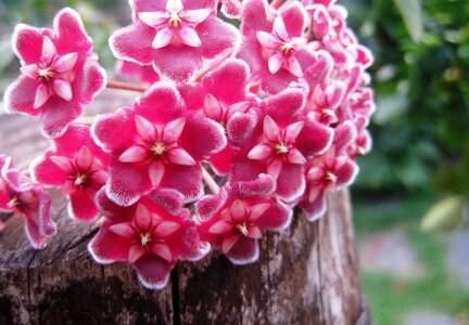 Florets pink velvety