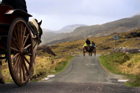 Horse horse drawn carriage coach