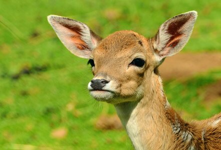 Animal deer grass photo