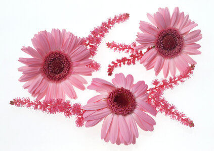 Three pink flowers photo