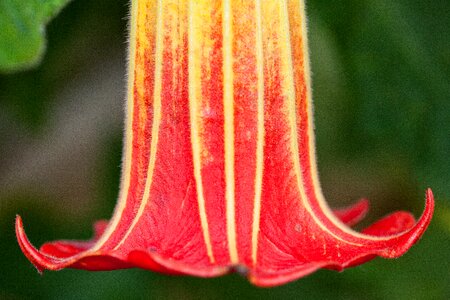 Datura bell shaped flowers