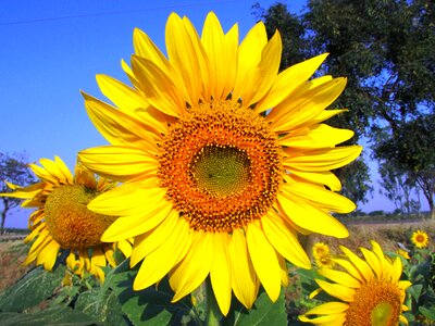 Yellow navalgund india