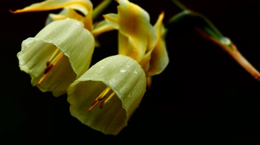 Beautiful Flowers bloom blooming
