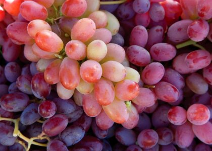 Viticulture grape fruit photo