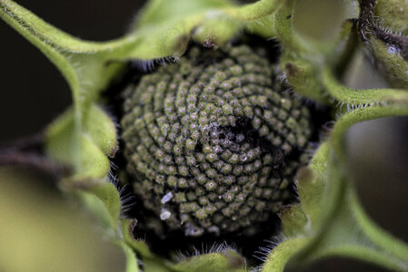 Seed Pod inside a flowering plant