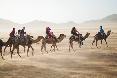 People desert camel photo