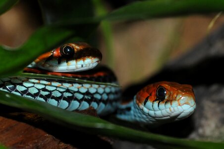 Reptile snakehead yellow