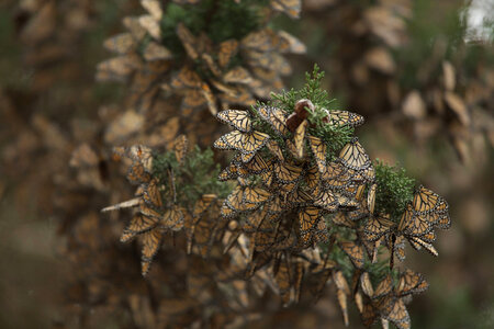 Monarch butterflies-1