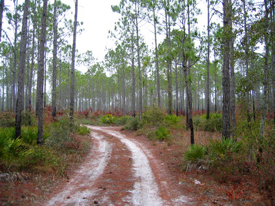 Hiking Corridor into the trees photo