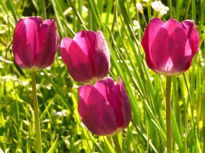 Beautiful tulpenbluete flower