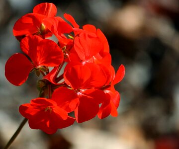 Beautiful beautiful flowers bloom