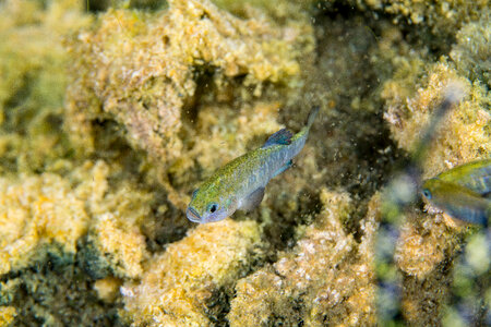 Ash Meadows Amargosa pupfish-1