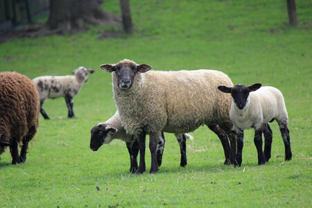 Sheep family with lambs