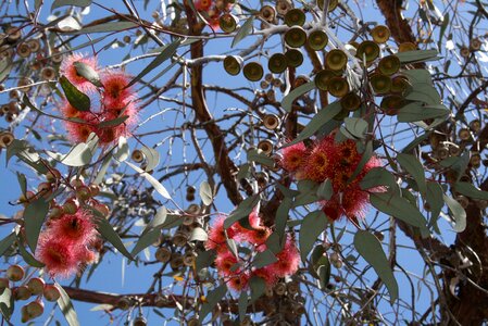 Australian eucalyptus flowers flowering eucalyptus branches
