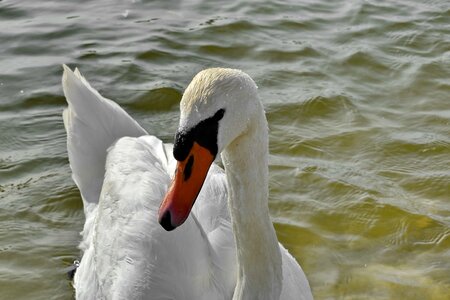 Swan bird water