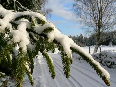 Bouquet red spruce photo