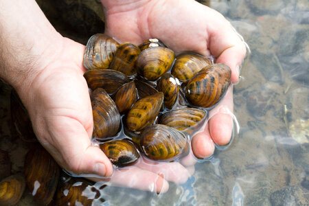 Clubshell mussels-2 photo