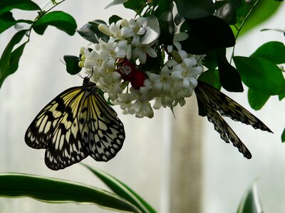 White butterflies black drawing photo