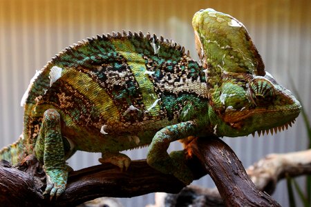 Animal chameleon colorful