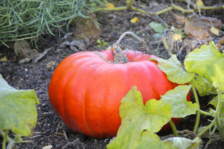 Pumpkin cucurbita plant